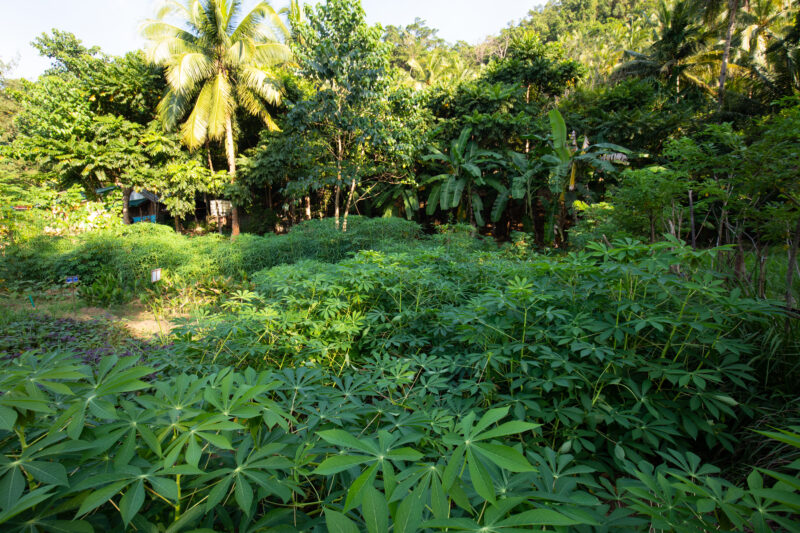 Casava — Philippines, Camarines Sur, Luzon, Casava