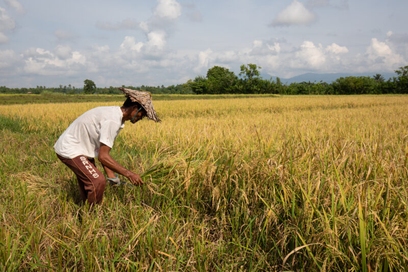 Rice HArvest in the Philippines — Harvesting Rice by hand — Philippines, Camarines Sur, Luzon, rice, rice fields