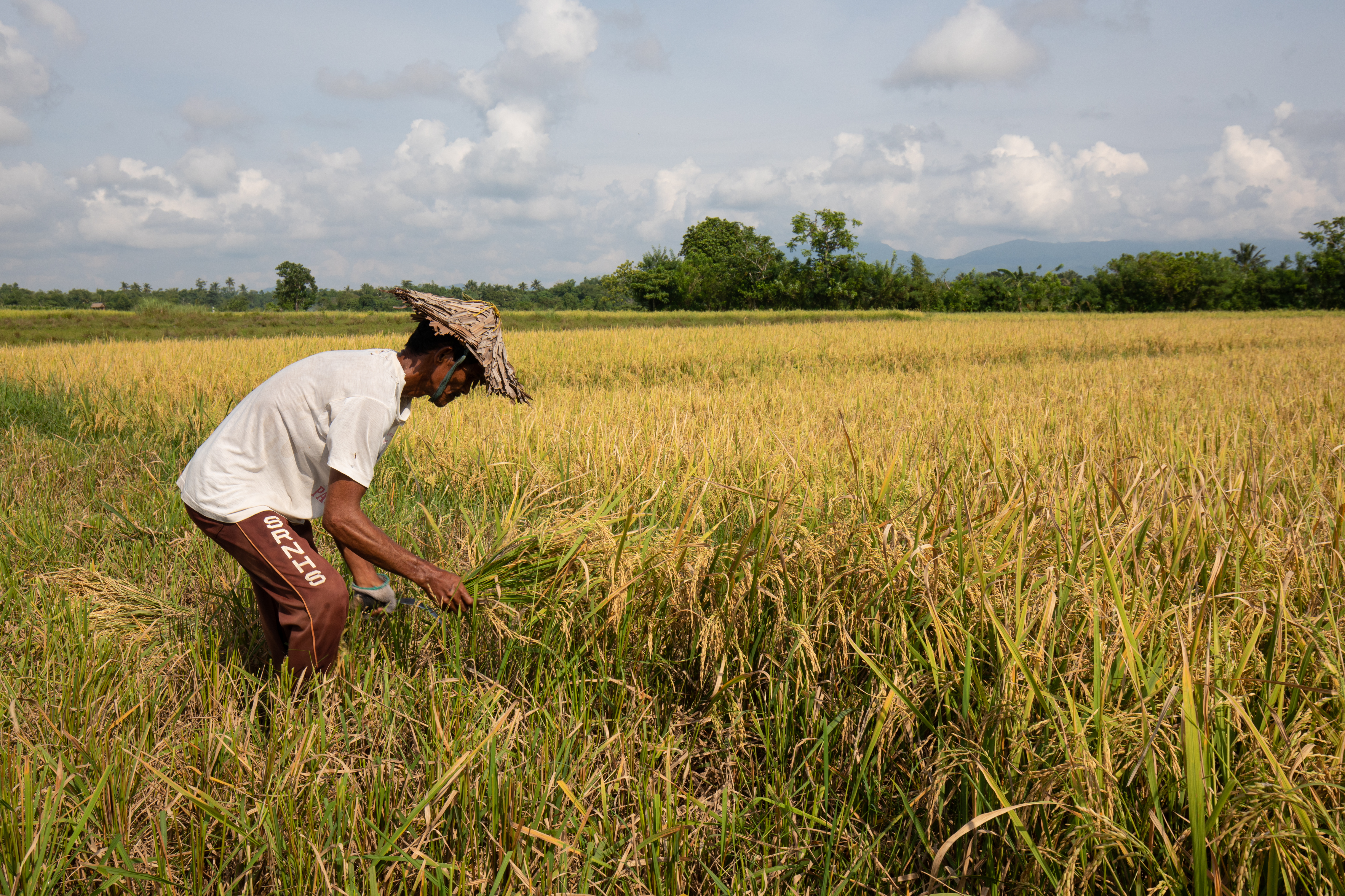 Rice HArvest in the Philippines