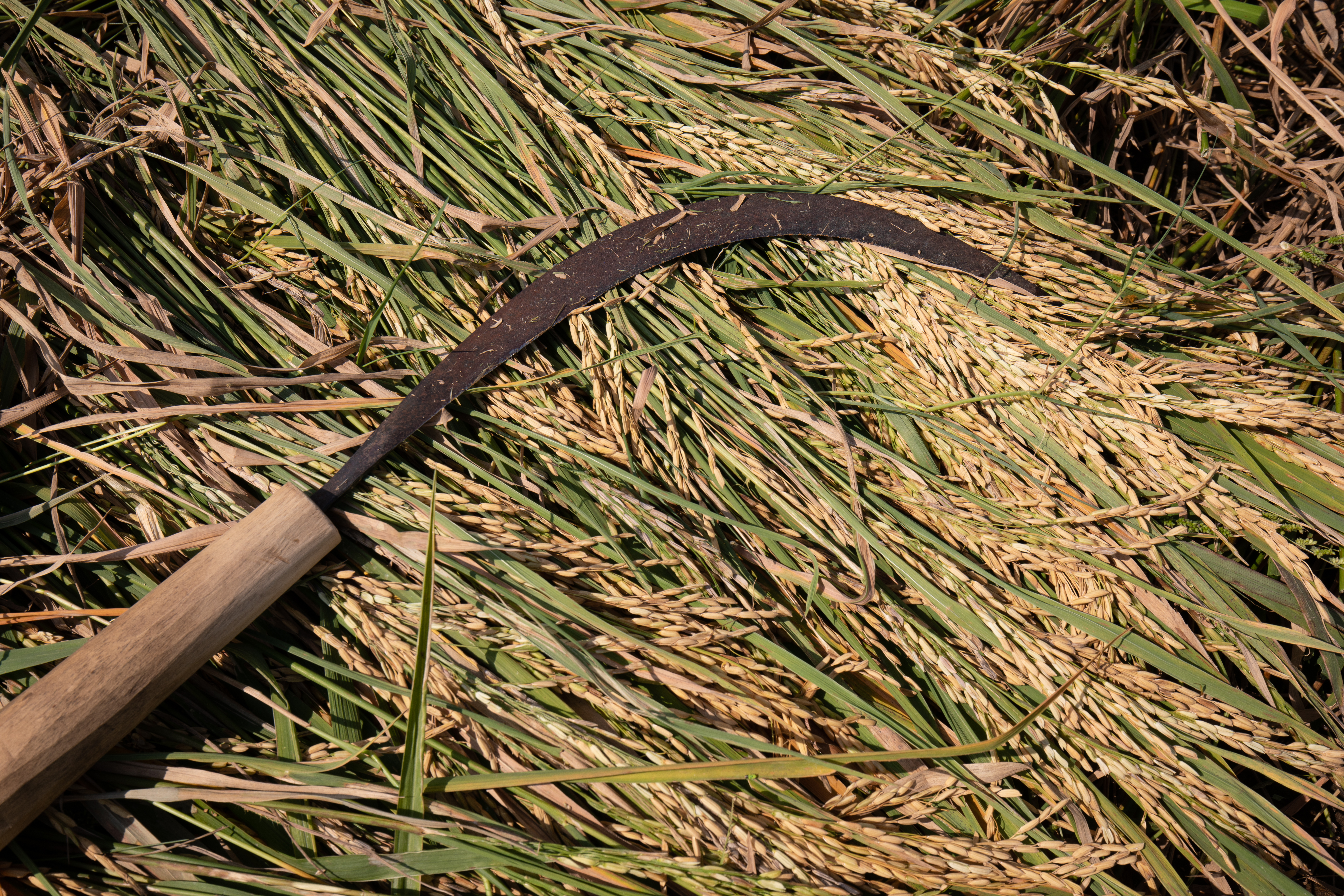 Sickle for Rice Harvesting