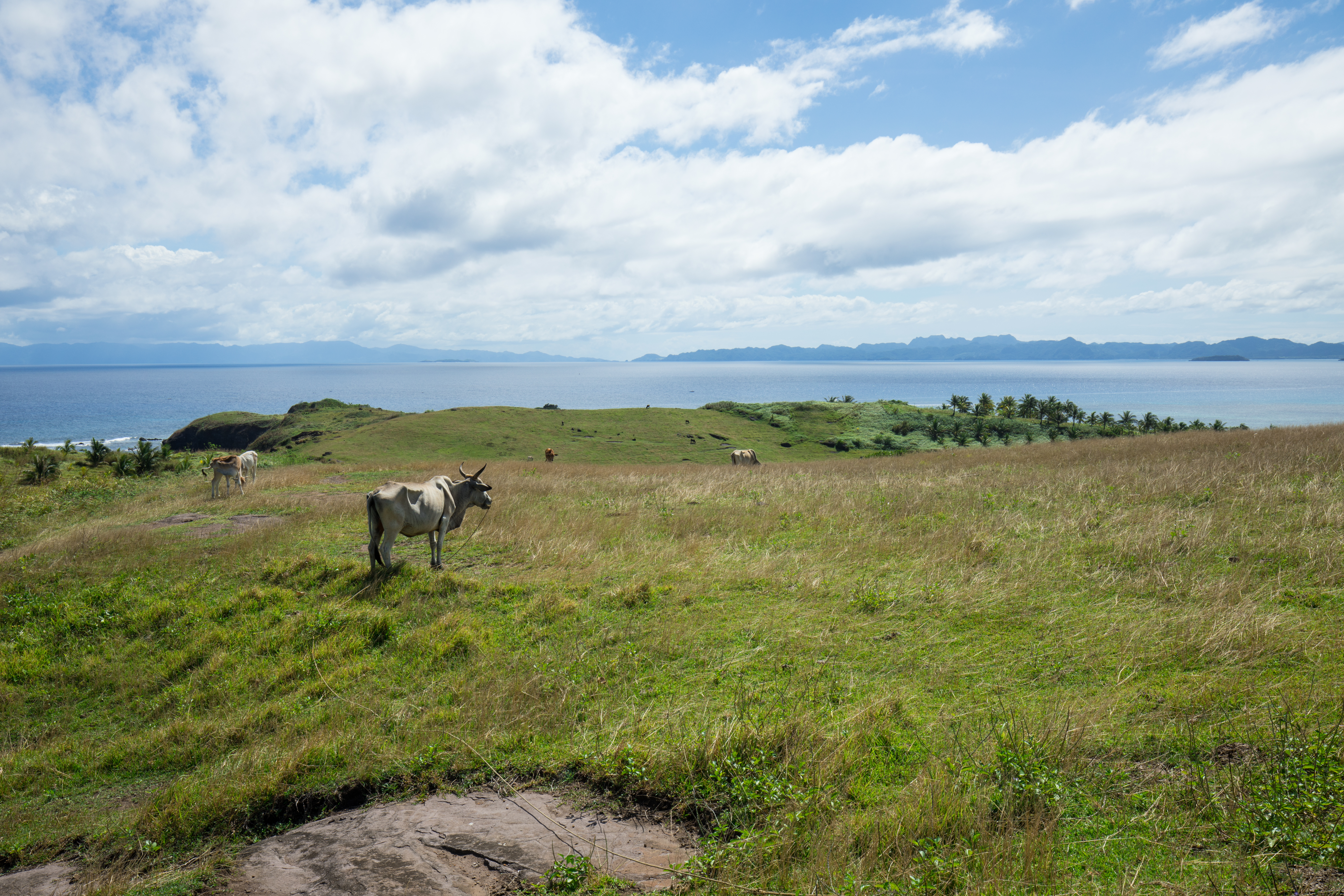 Scenic Costline of the Philippines