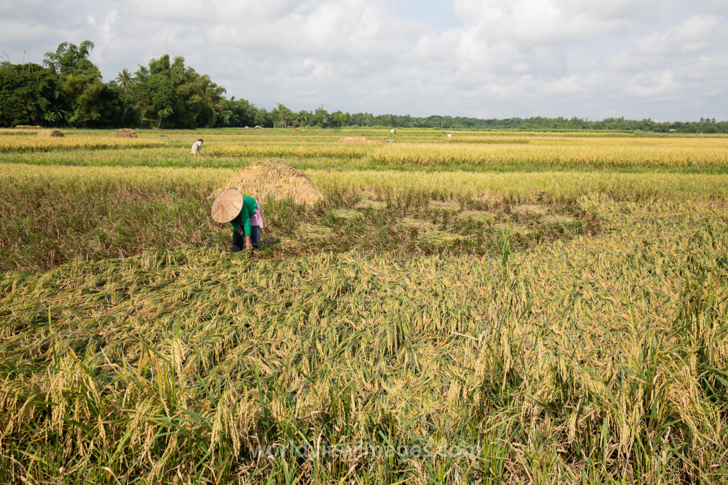 Rice Harvesting in the Philippines