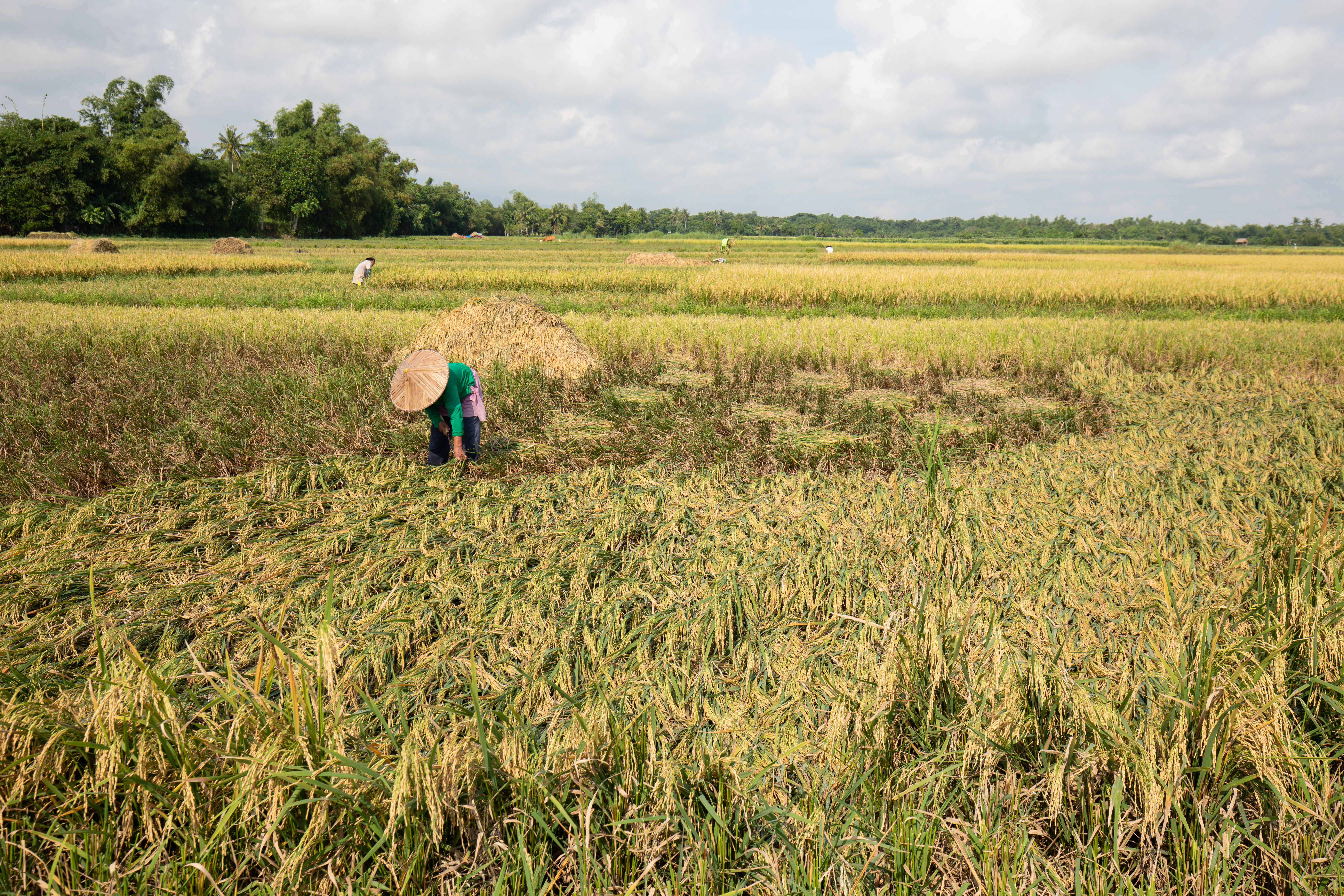 Rice Harvesting in the Philippines