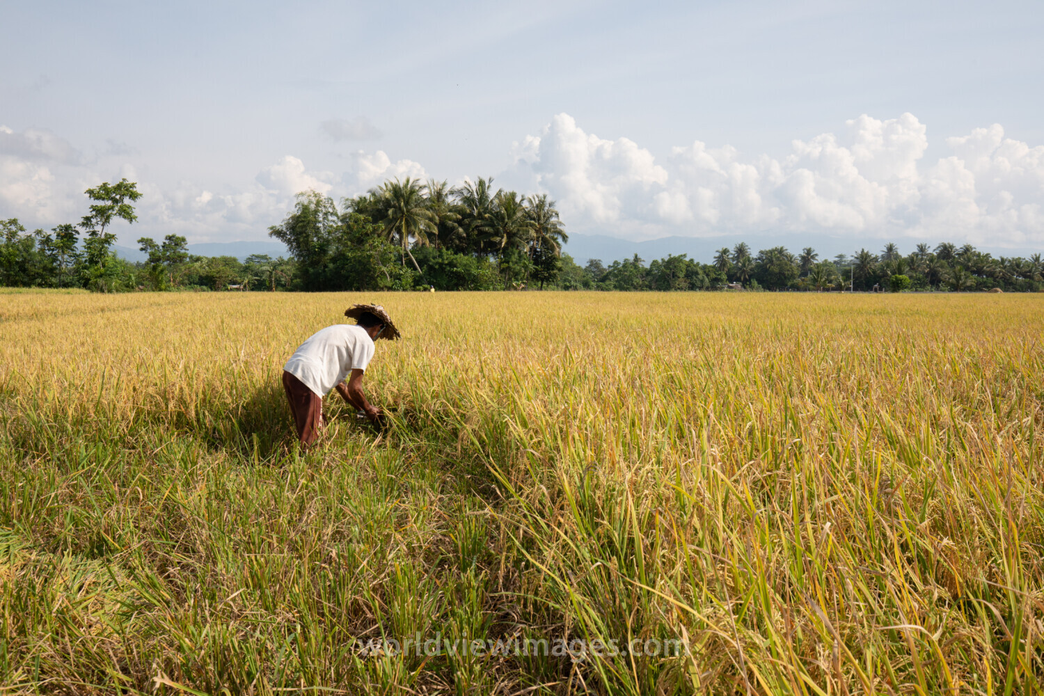 Rice Harvesting in the Philippines