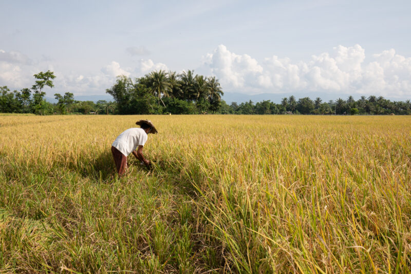 Rice Harvesting in the Philippines — Philippines, Camarines Sur, Luzon, rice, rice fields