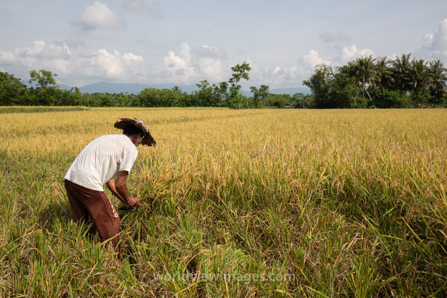 Rice Harvesting in the Philippines