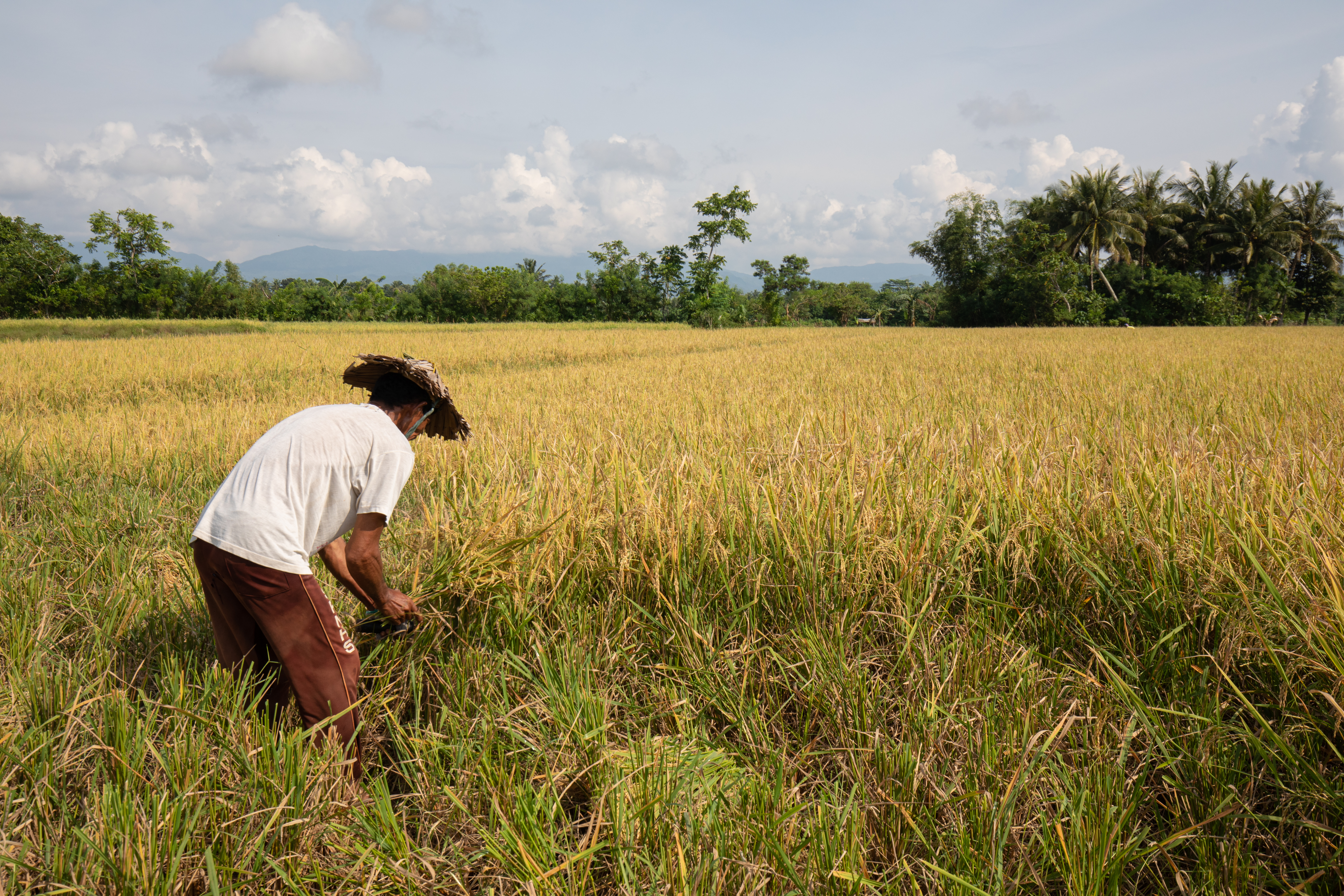 Rice Harvesting in the Philippines