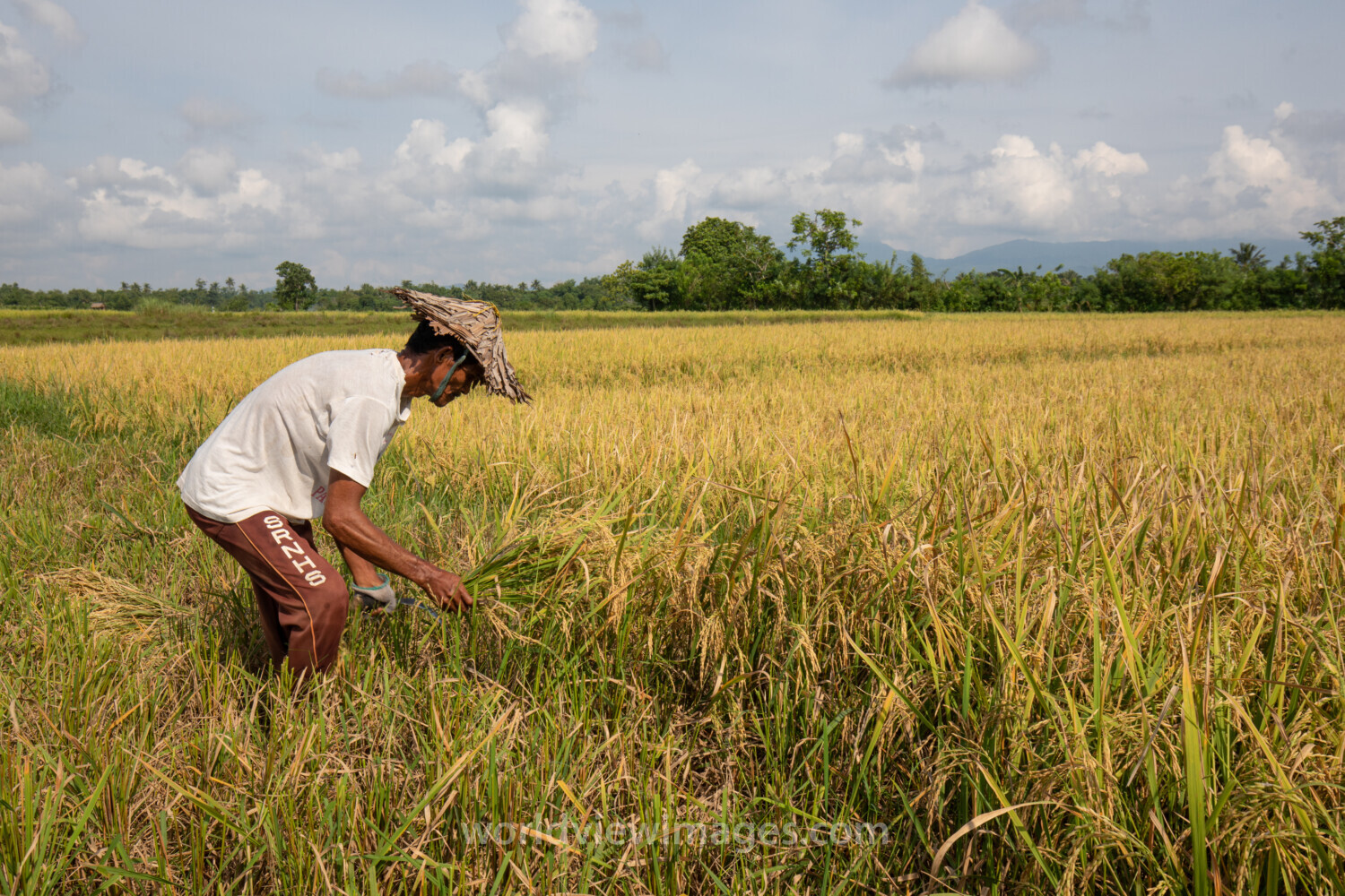 Rice Harvesting in the Philippines