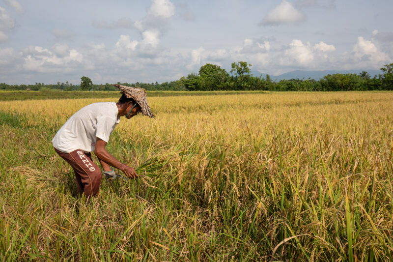 Rice Harvesting in the Philippines — Philippines, Camarines Sur, Luzon, rice, rice fields