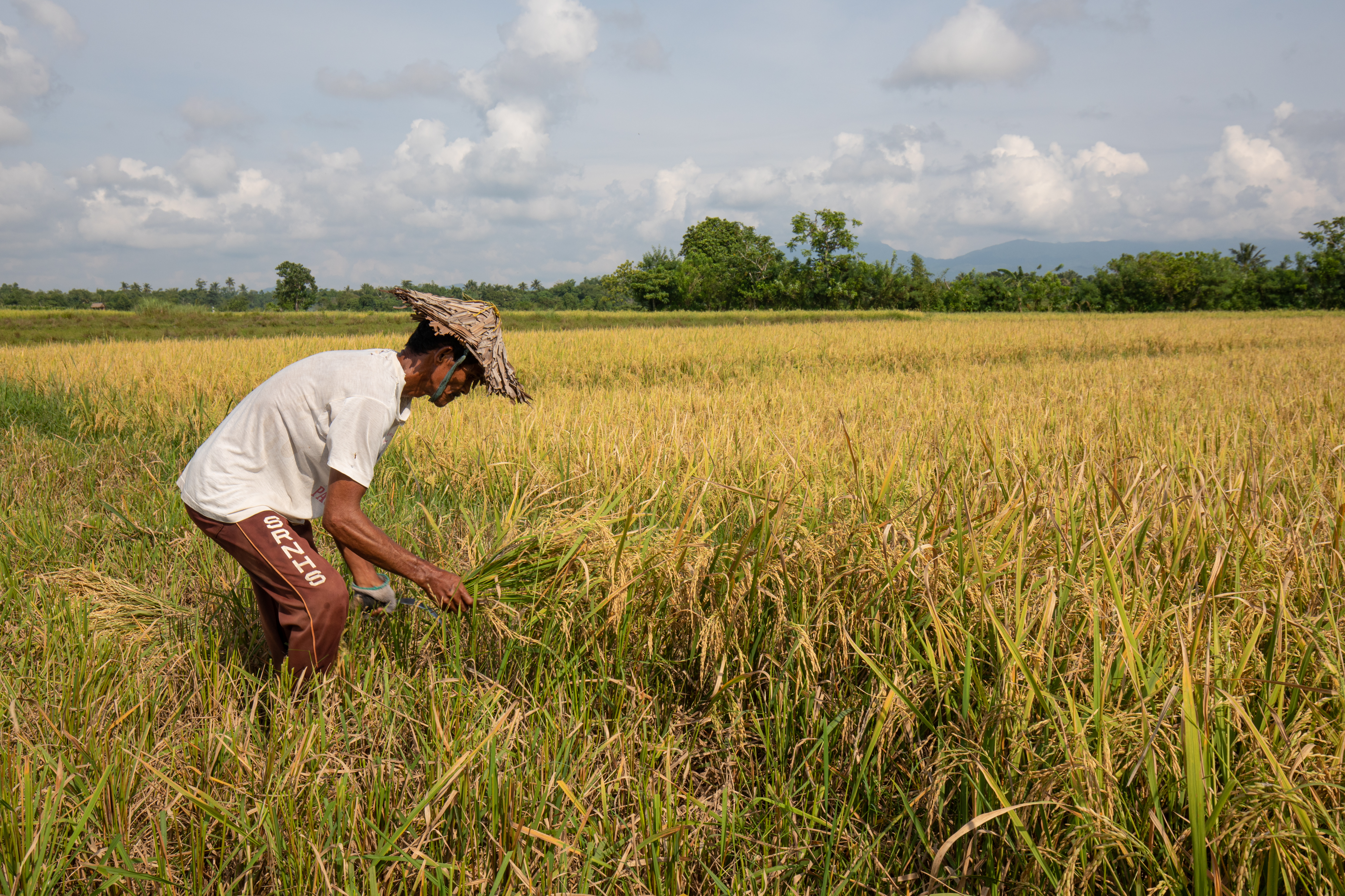 Rice Harvesting in the Philippines