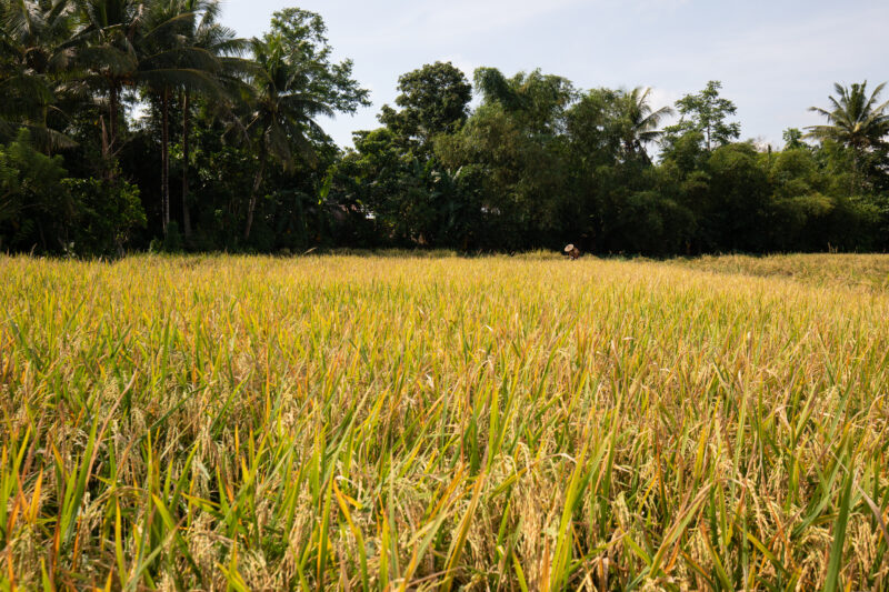Rice Field in the Philippines — Rice Field ready for harvesting — Philippines, Camarines Sur, Luzon, rice, rice fields