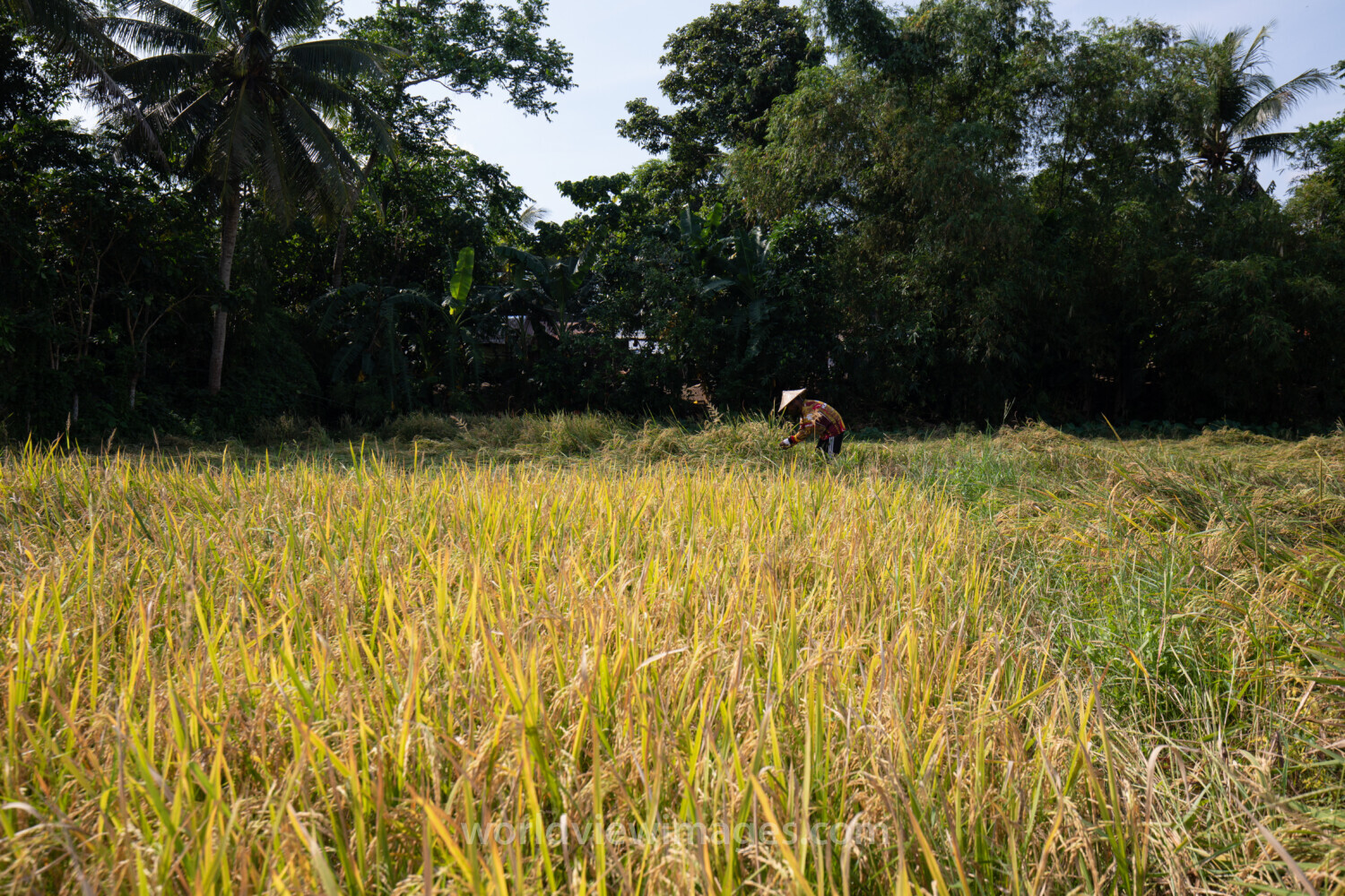 Rice Field in the Philippines