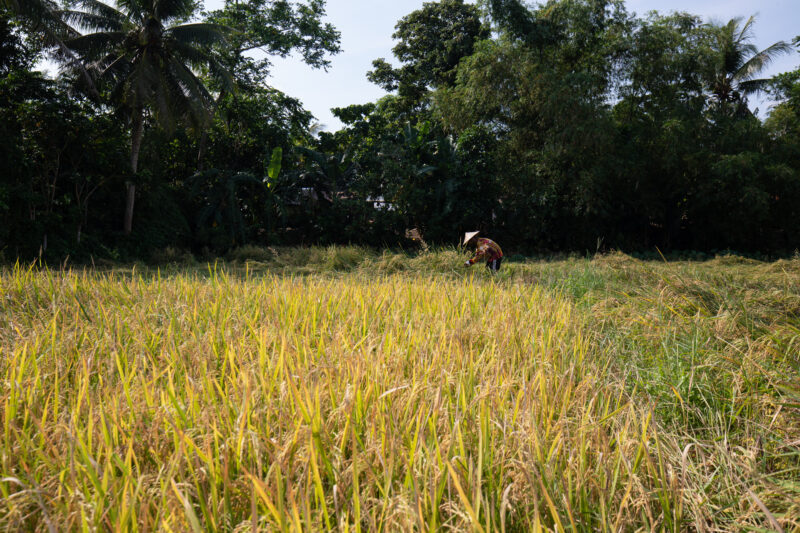 Rice Field in the Philippines — Rice Field ready for harvesting — Philippines, Camarines Sur, Luzon, rice, rice fields