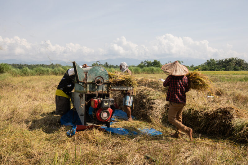 Threshing Machine in the Philippines — People use a mechanical thresher to seperate the rice from the husks — Philippines, Camarines Sur, Luzon, rice, rice f...