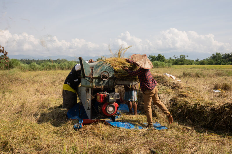 Threshing Machine in the Philippines — People use a mechanical thresher to seperate the rice from the husks — Philippines, Camarines Sur, Luzon, rice, rice f...