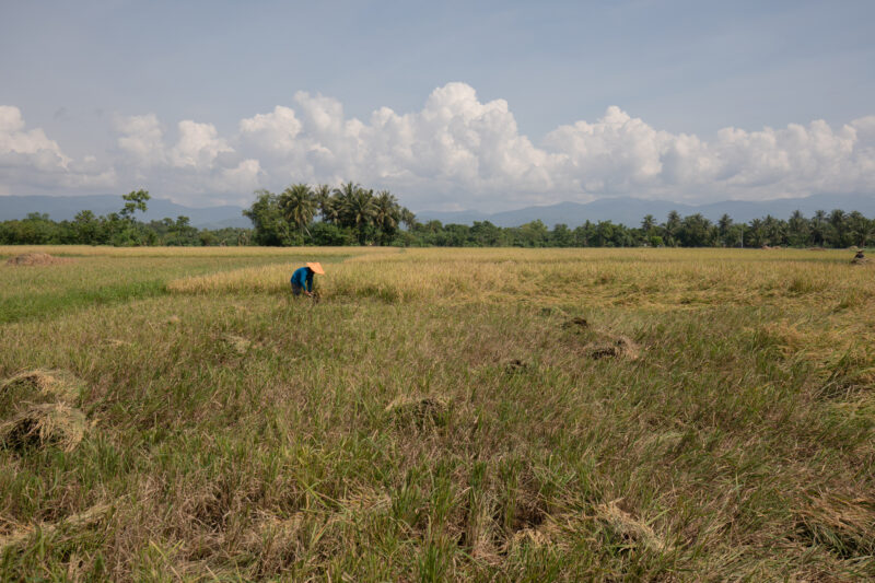 Rice Harvest — Philippines, Camarines Sur, Luzon, rice, rice fields