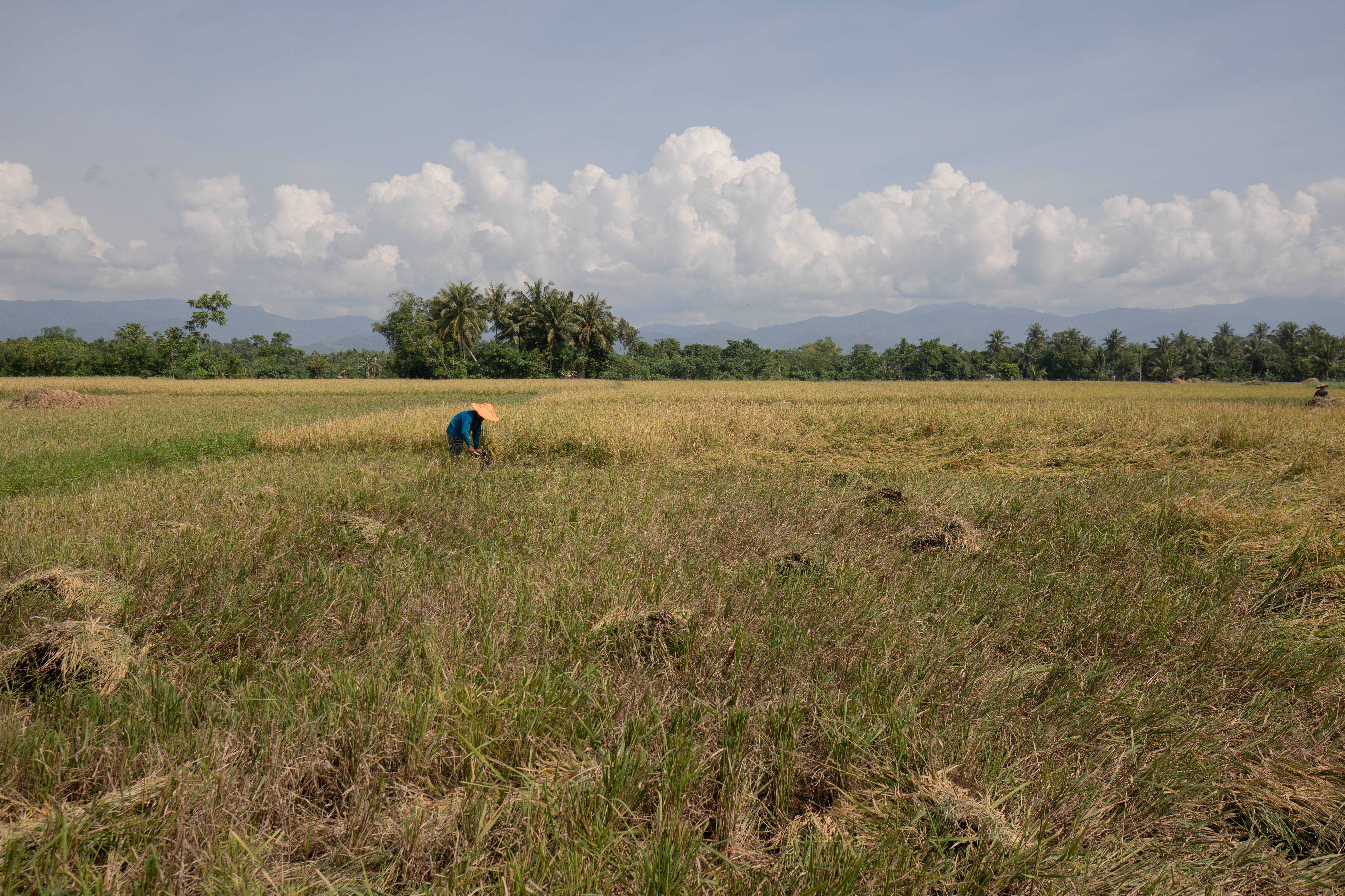 Rice Harvest