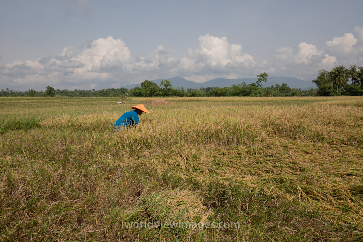 Rice Harvest