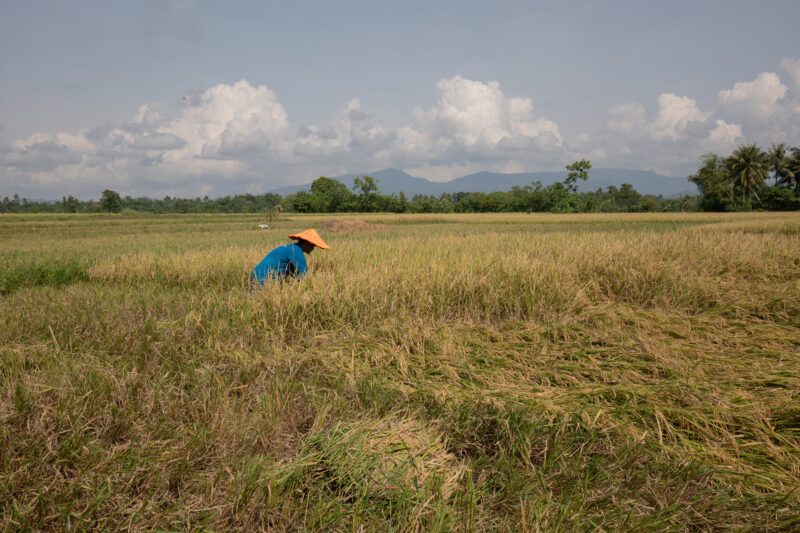Rice Harvest