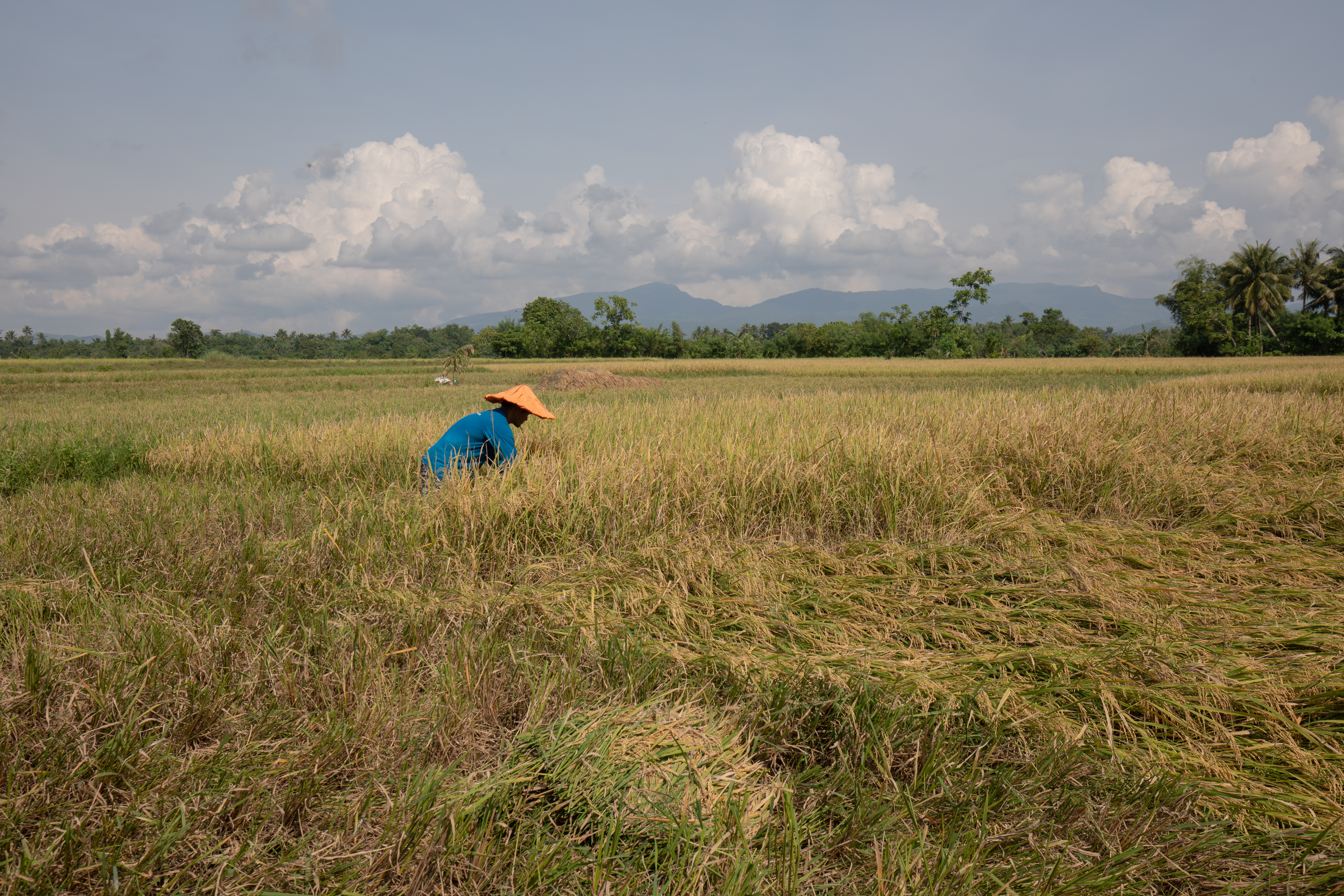 Rice Harvest