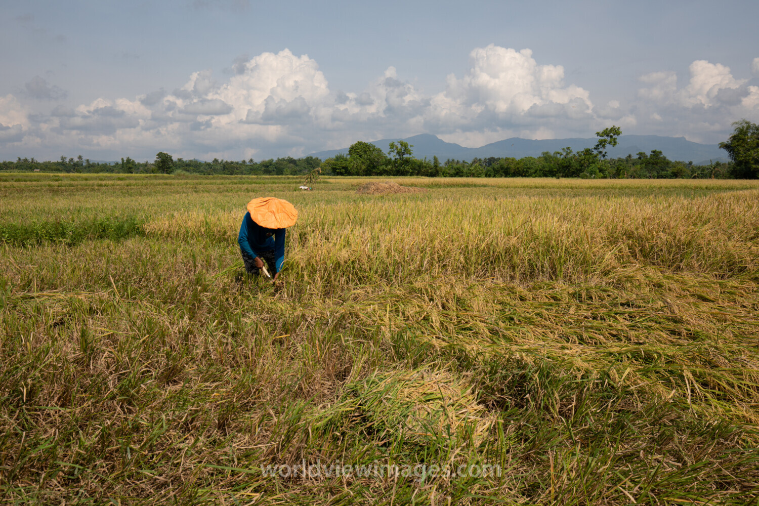Rice Harvest