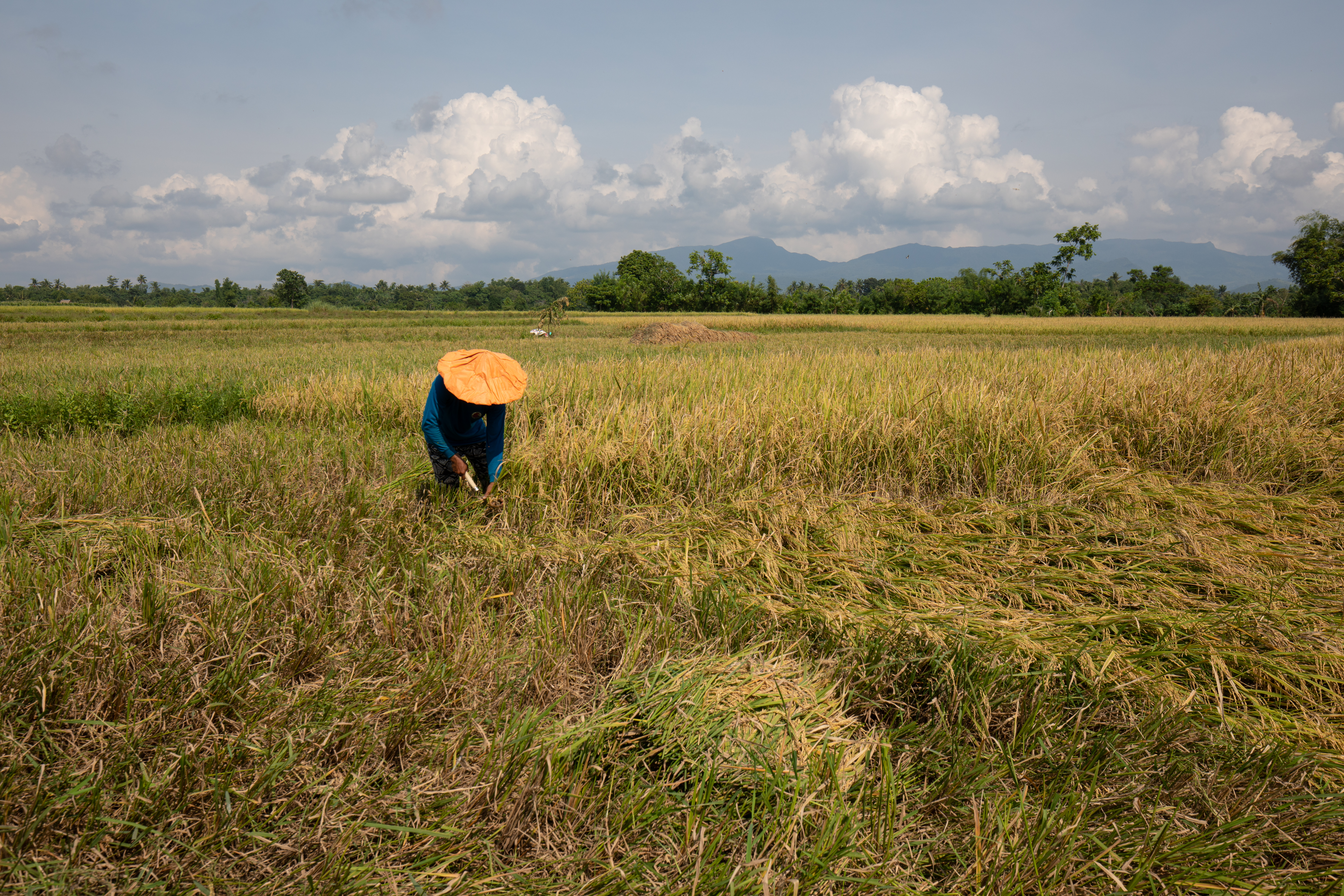 Rice Harvest