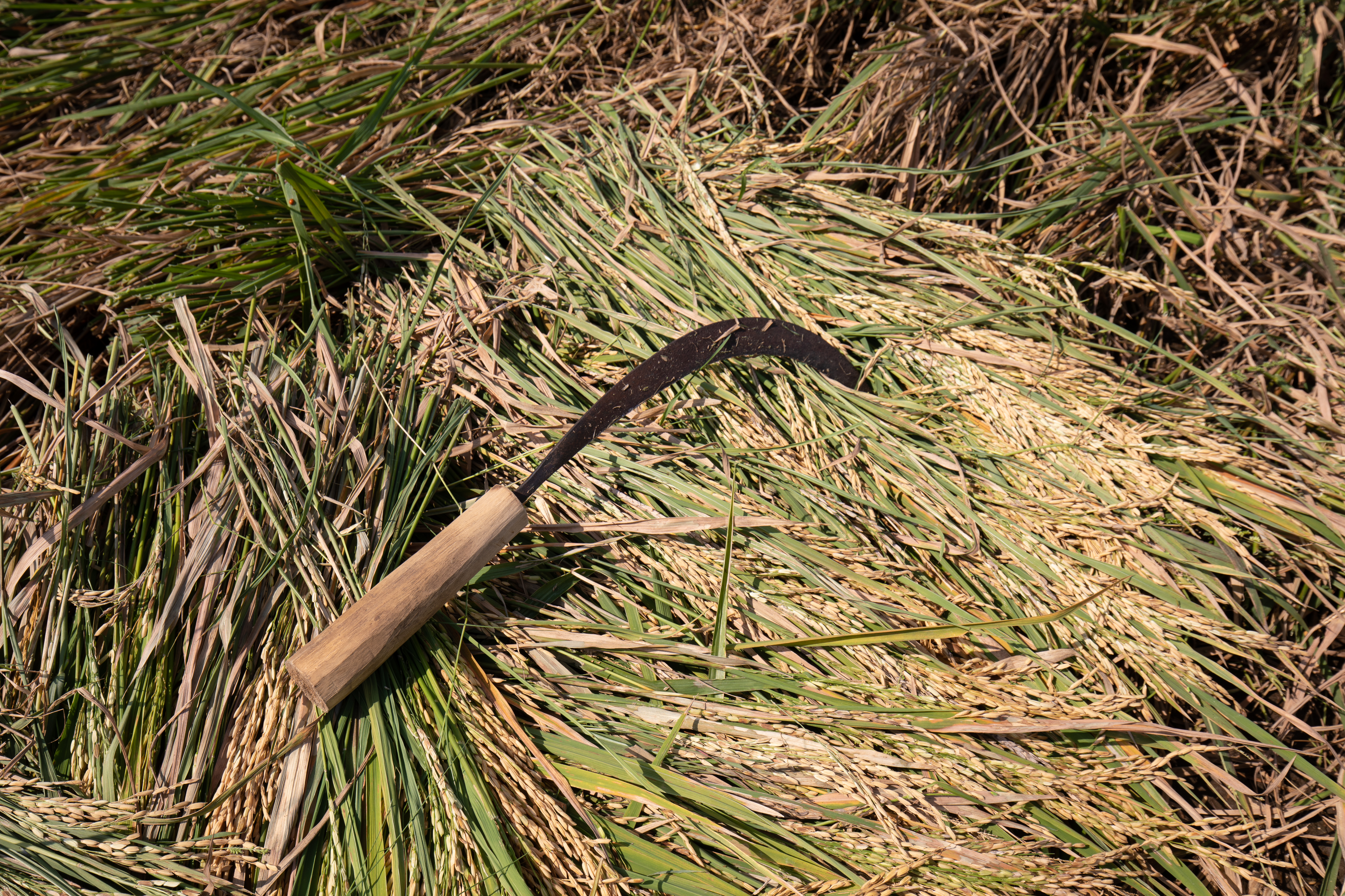 Syckle for Rice harvesting