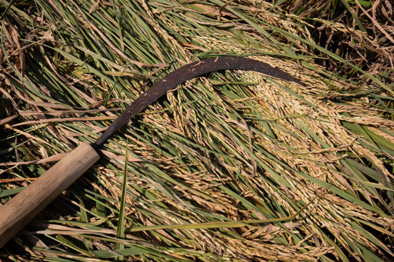 Syckle for Rice harvesting — Philippines, Camarines Sur, Luzon, rice, rice fields