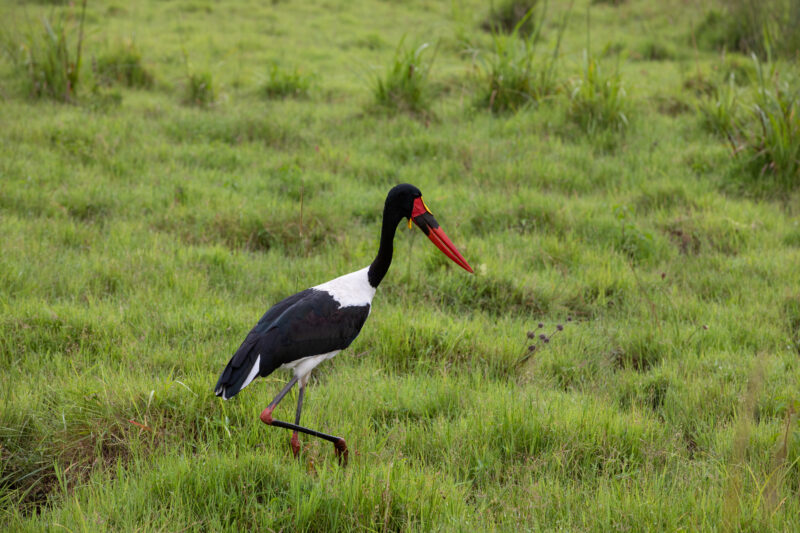 Birds in Rwanda — Birds at a game park in Rwanda — Rwanda, Africa, game park, animals, safari