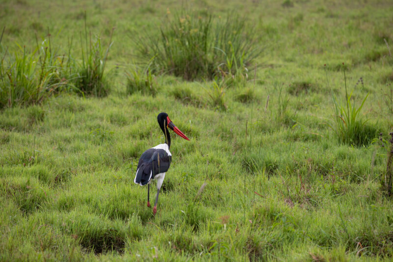 Birds in Rwanda — Birds at a game park in Rwanda — Rwanda, Africa, game park, animals, safari