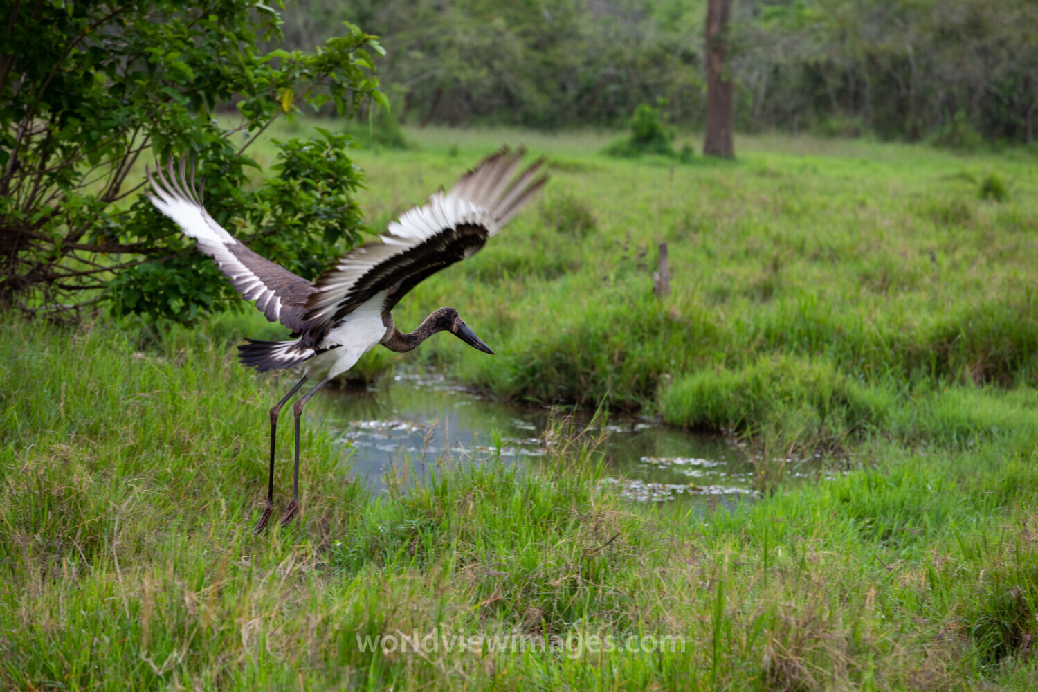 Birds in Rwanda