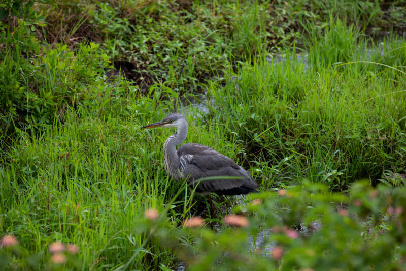 Birds in Rwanda — Birds at a game park in Rwanda — Rwanda, Africa, game park, animals, safari