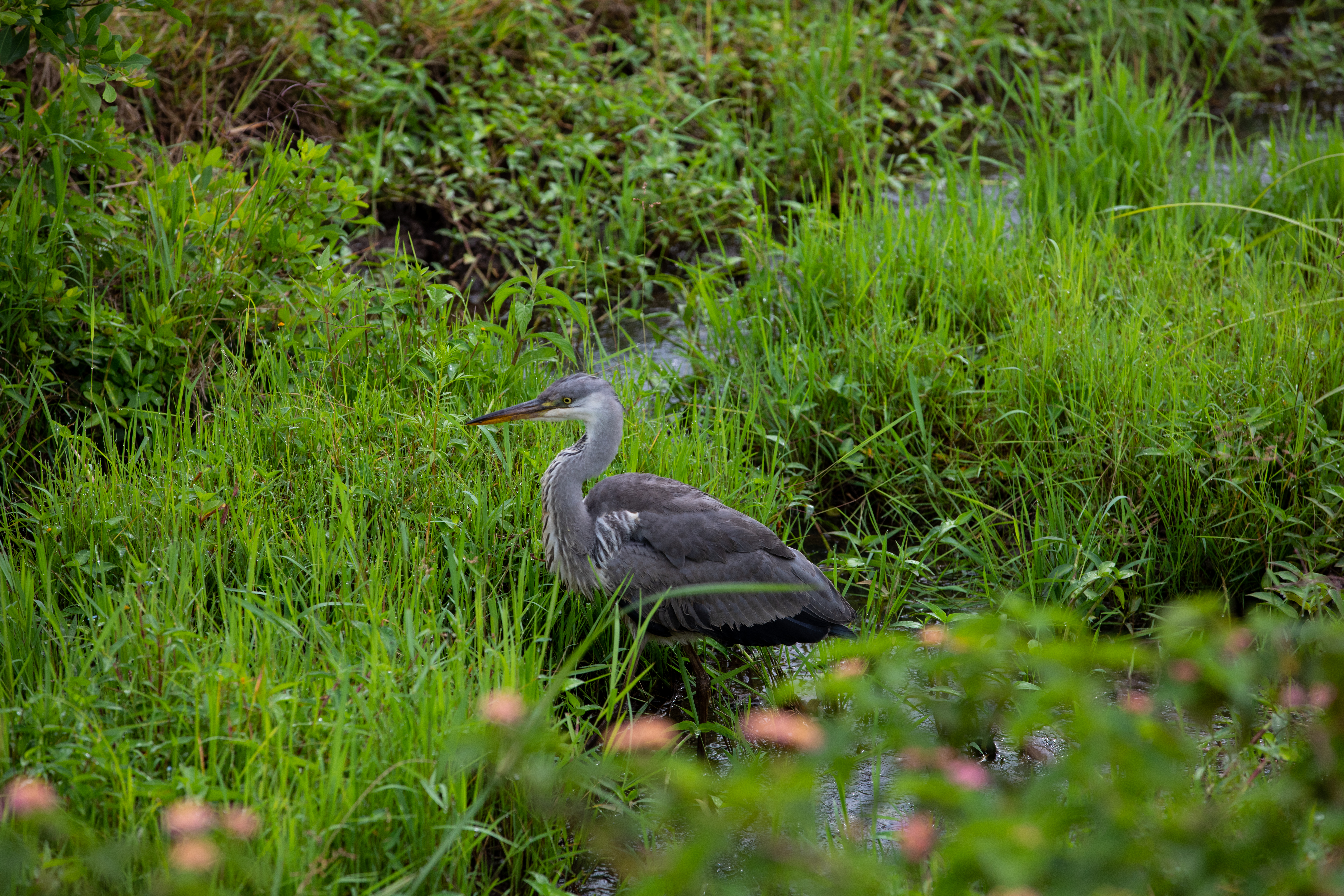 Birds in Rwanda