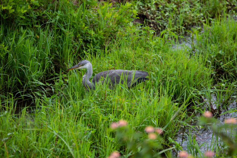 Birds in Rwanda — Birds at a game park in Rwanda — Rwanda, Africa, game park, animals, safari