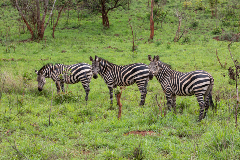 Zebras in Rwanda — Rwanda, Africa, game park, animals, safari