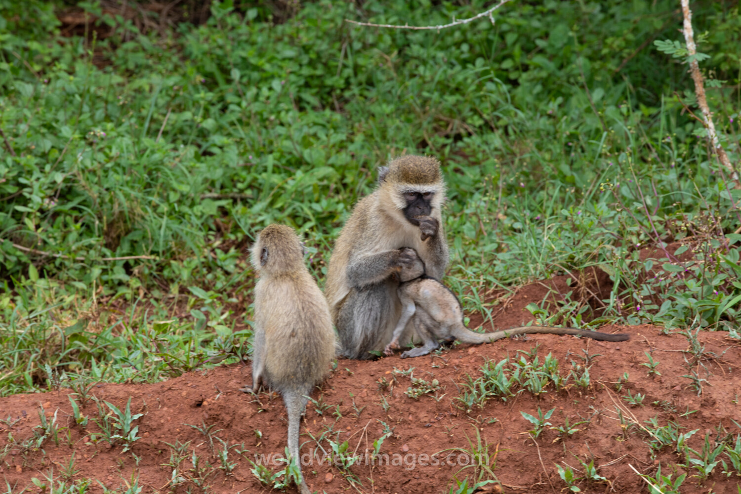 Baboons in Rwanda