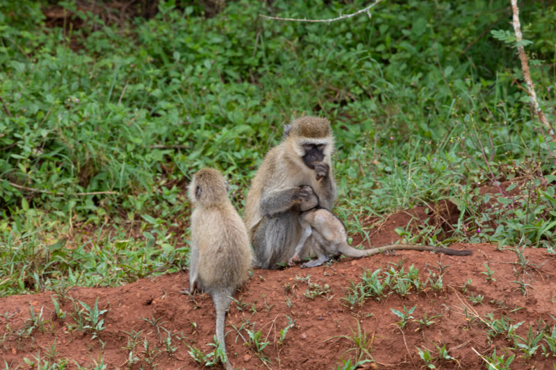 Baboons in Rwanda — Rwanda, Africa, game park, animals, safari