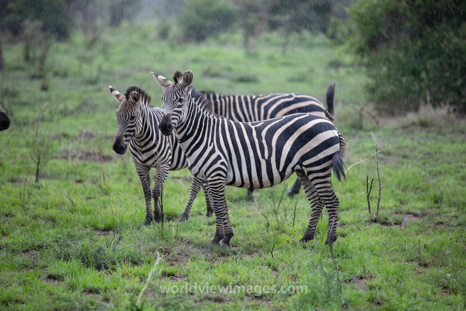 Zebras in Rwanda