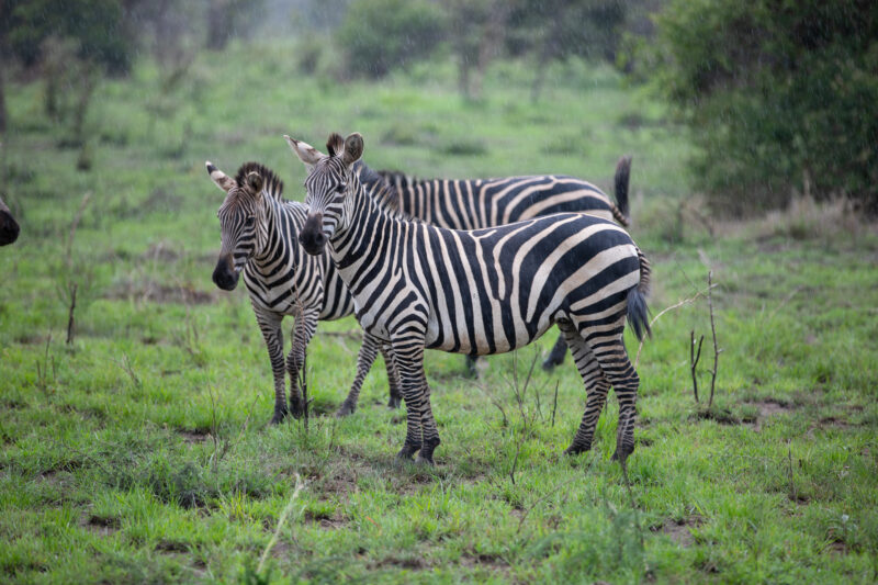 Zebras in Rwanda — Rwanda, Africa, game park, animals, safari