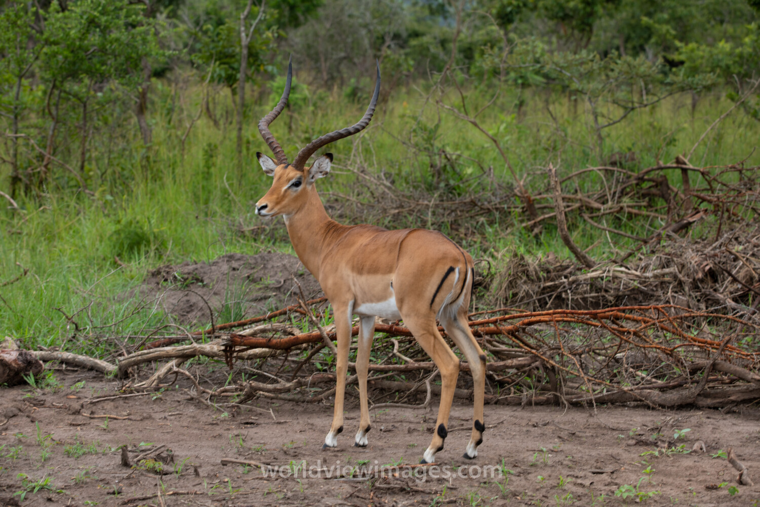 Antelope in Rwanda
