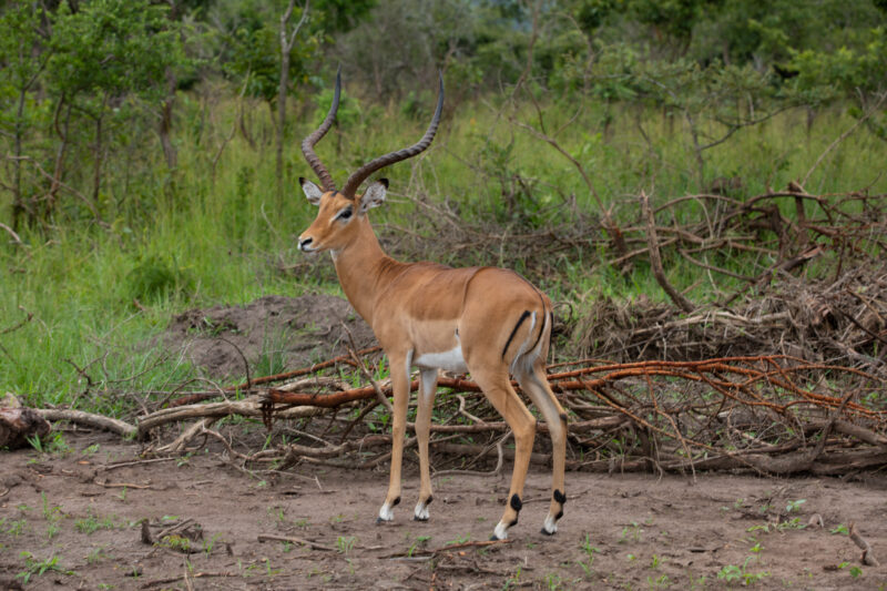 Antelope in Rwanda — Rwanda, Africa, game park, animals, safari