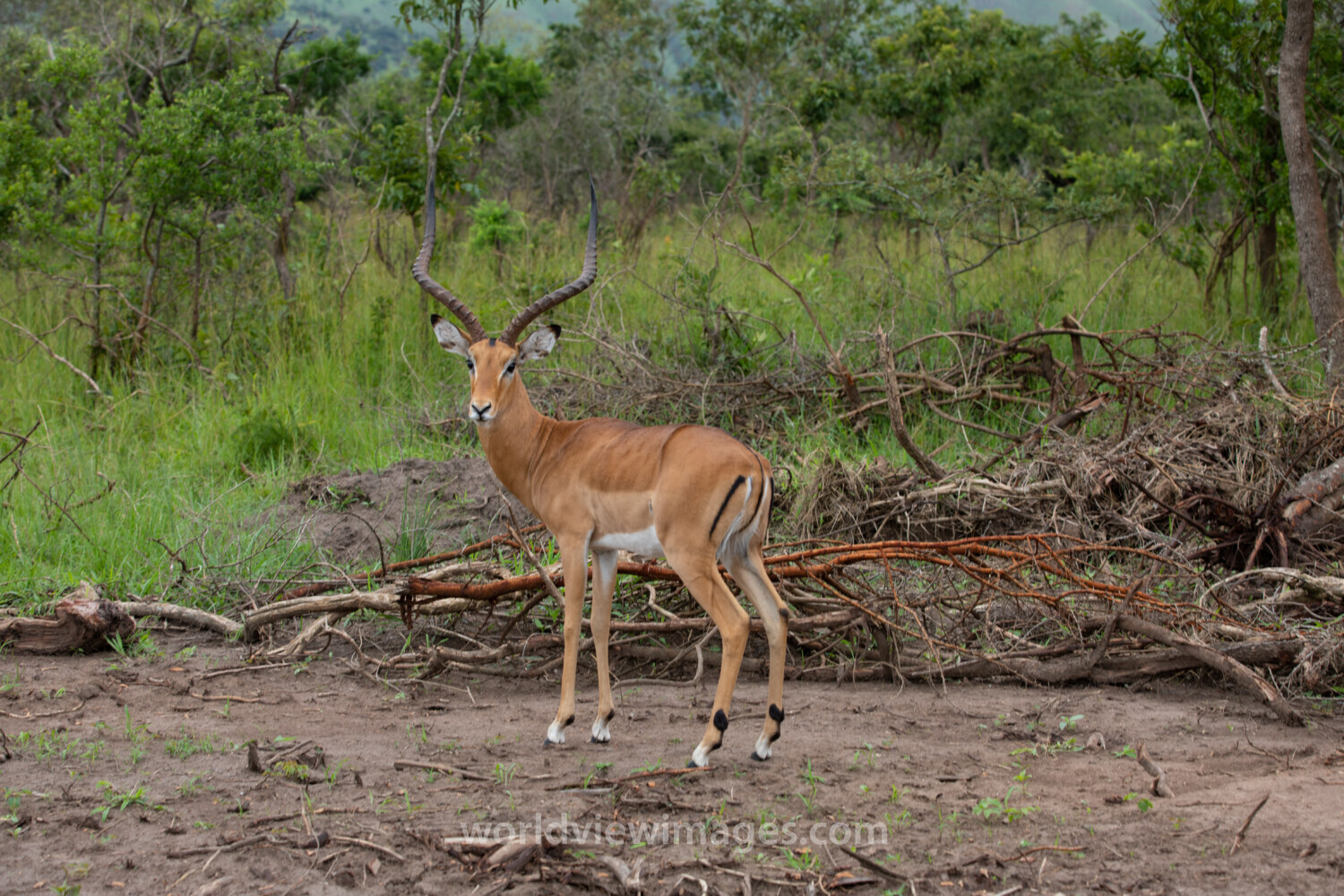 Antelope in Rwanda