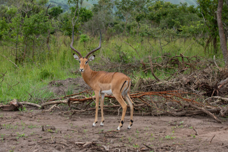 Antelope in Rwanda — Rwanda, Africa, game park, animals, safari