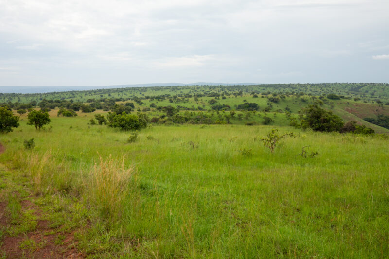 Scenic Kibira Game Park — The Scenic green hills of the Kibira game park in Rwanda — Rwanda, Africa, game park, animals, safari