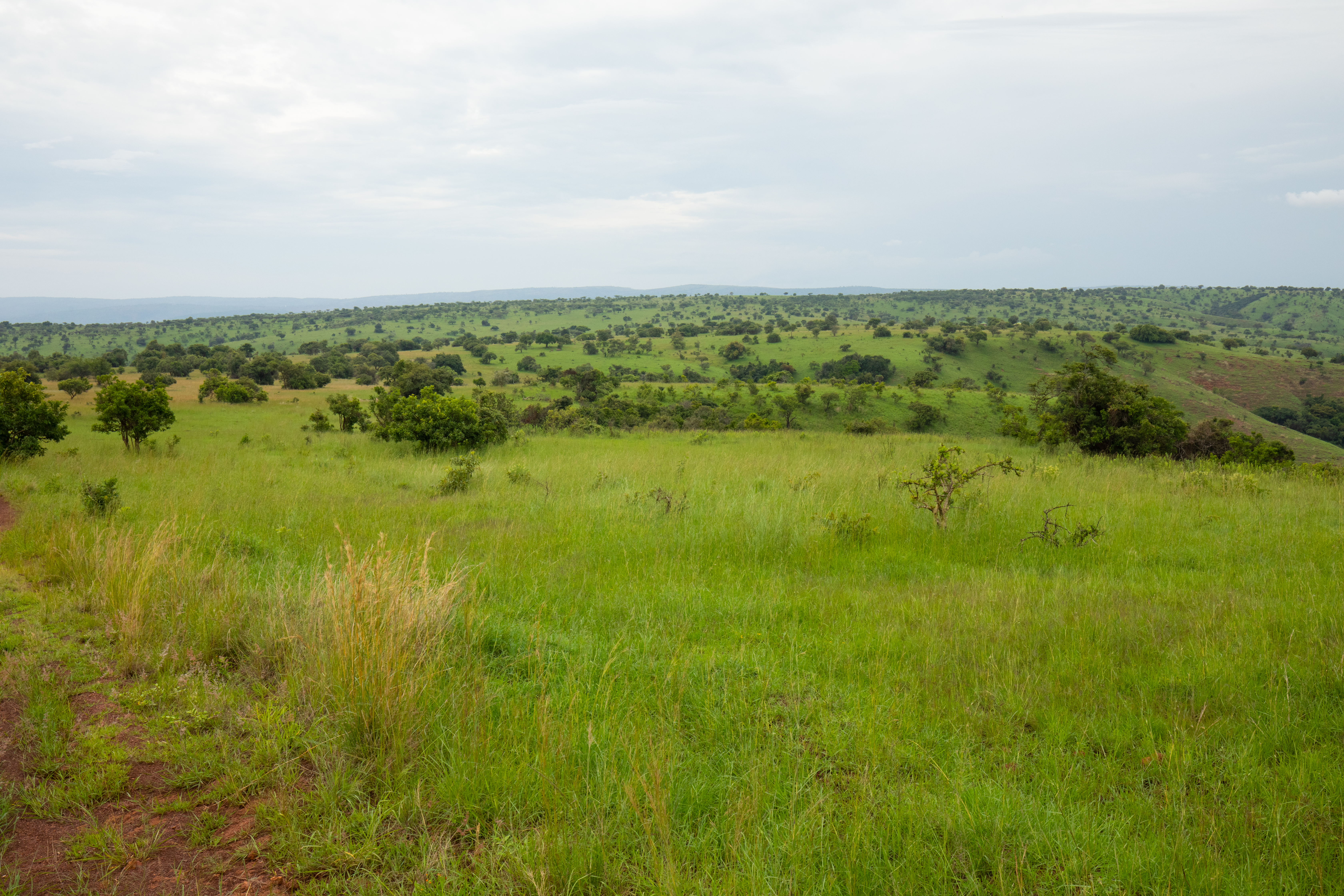 Scenic Kibira Game Park