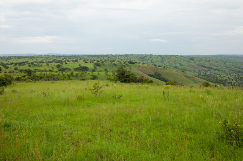 Scenic Kibira Game Park — The Scenic green hills of the Kibira game park in Rwanda — Rwanda, Africa, game park, animals, safari