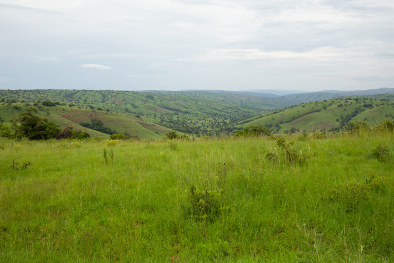 Scenic Kibira Game Park — The Scenic green hills of the Kibira game park in Rwanda — Rwanda, Africa, game park, animals, safari