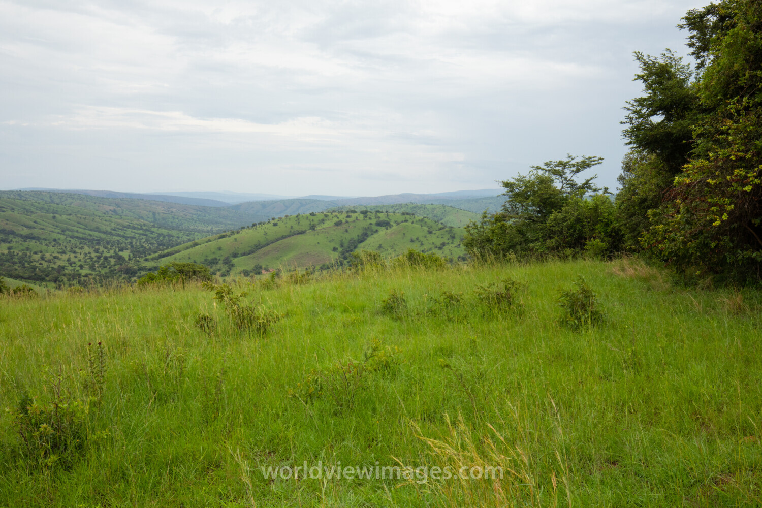 Scenic Kibira Game Park