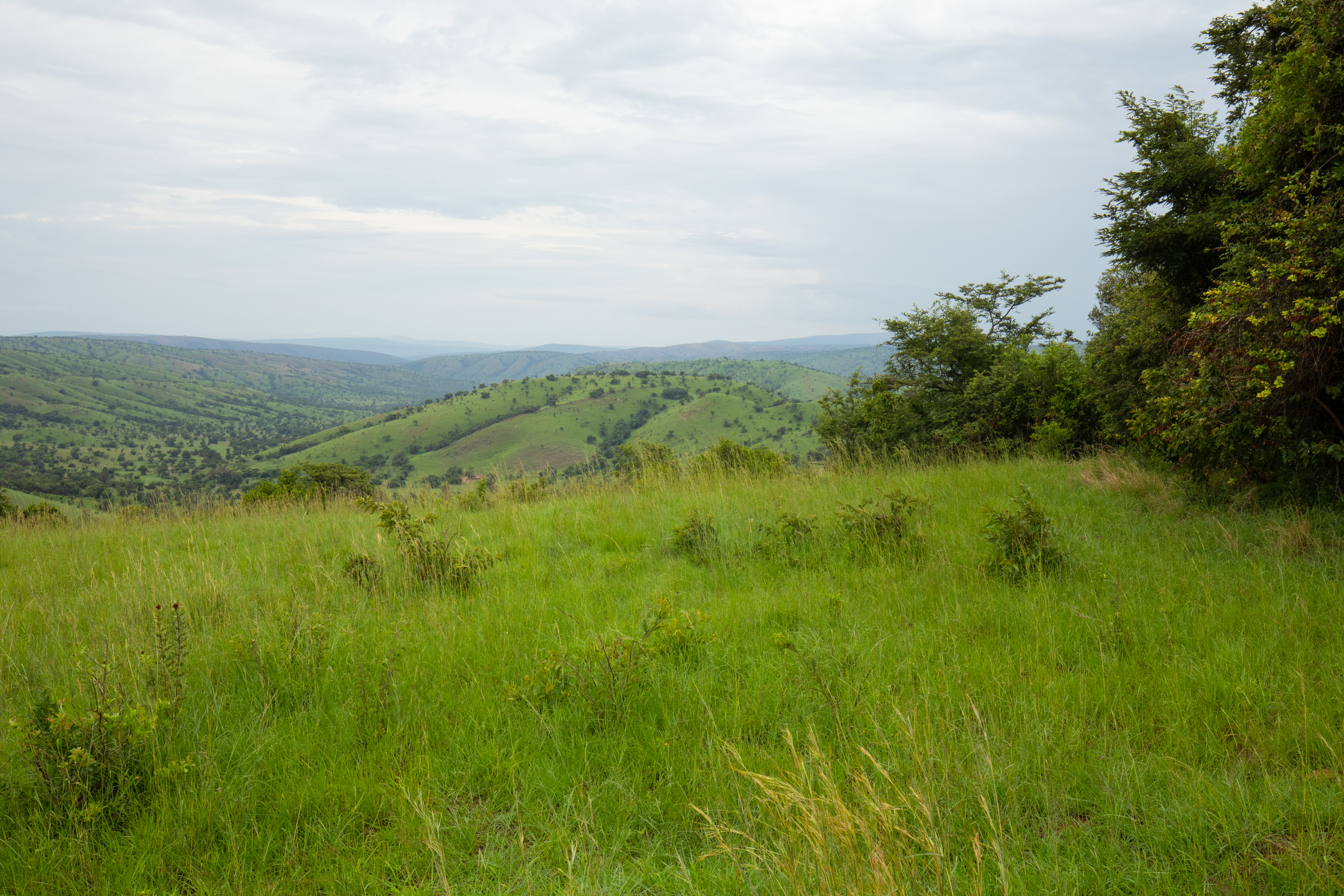 Scenic Kibira Game Park