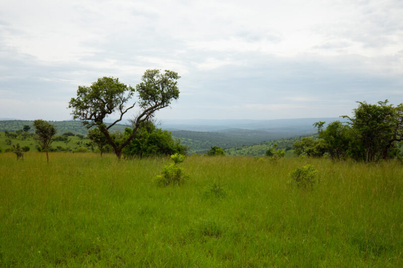 Scenic Kibira Game Park — The Scenic green hills of the Kibira game park in Rwanda — Rwanda, Africa, game park, animals, safari